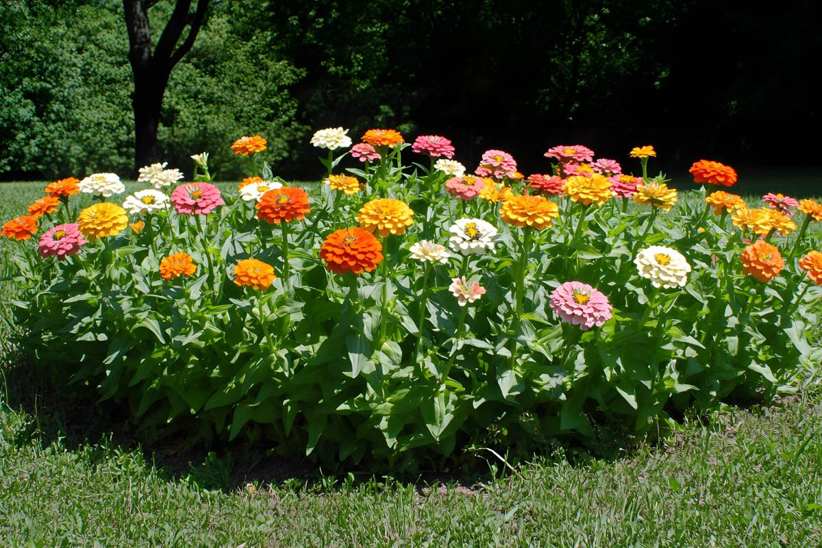 Aiuole resistenti con zinnia e portulaca