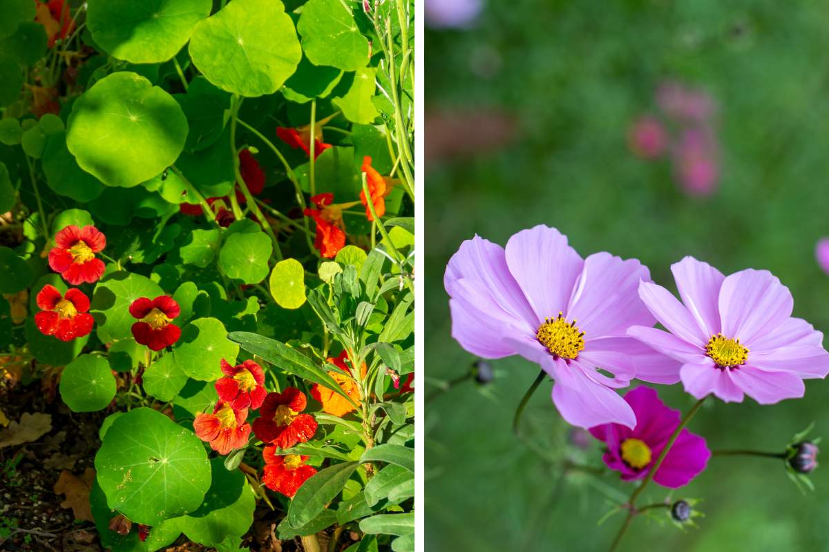 I fiori da piantare per l'autunno