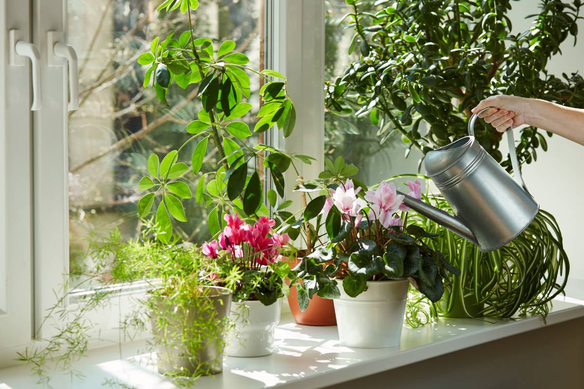 Irrigazione dei ciclamini