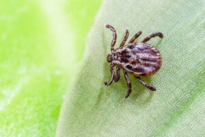 Eliminare gli acari con metodi naturali