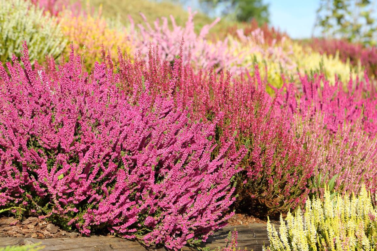 L'erica porta colore in aiuole e balconi