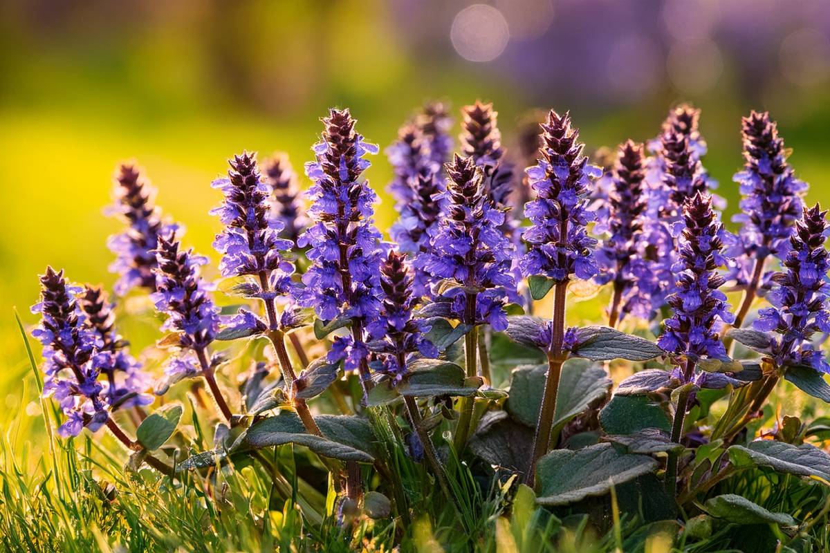 Tappezzanti che mantengono fresco il giardino