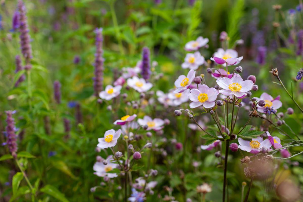 I fiori che in autunno continuano a fiorire