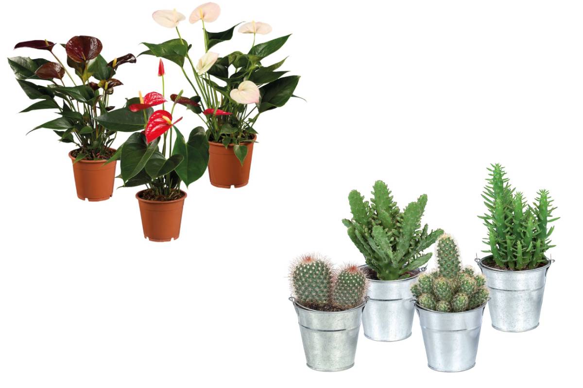 Anthuriume cactus e succulente