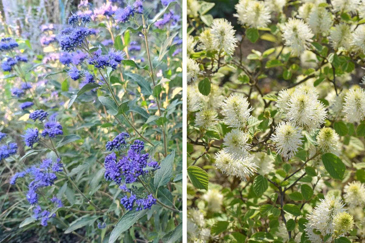 Arbusti fioriti autunnali: Caryopteris e Fothergilla major
