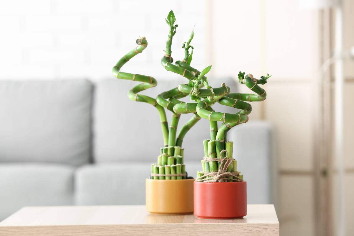 Piante feng shui in casa