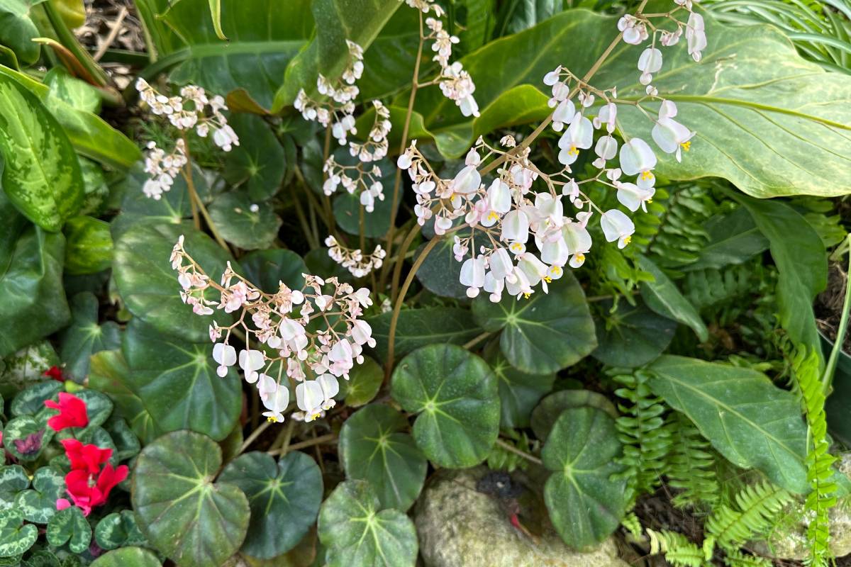 Begonia erythrophylla