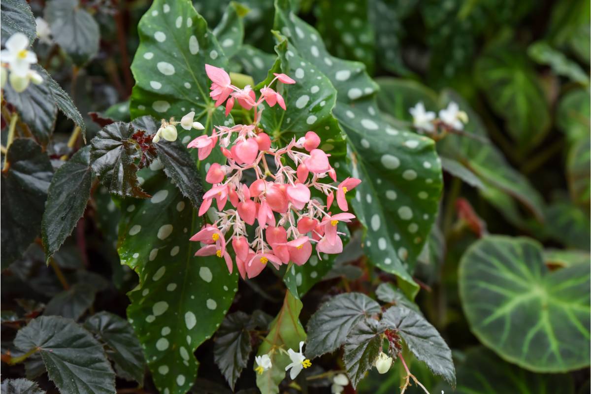 Begonia maculata in giardino