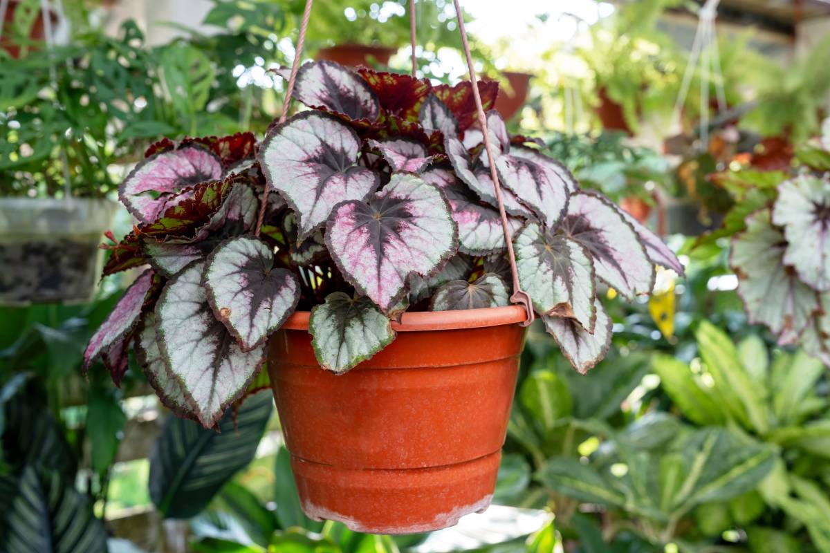 Begonia rex in vaso sospeso