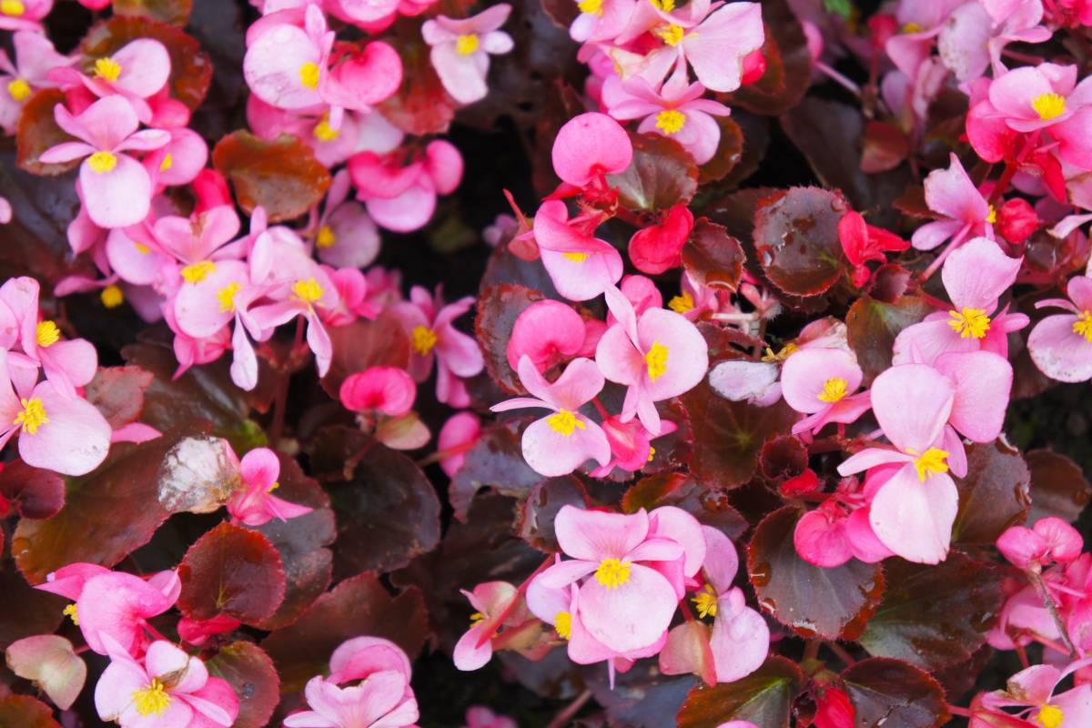 Begonia semperflorens dai fiori rosa