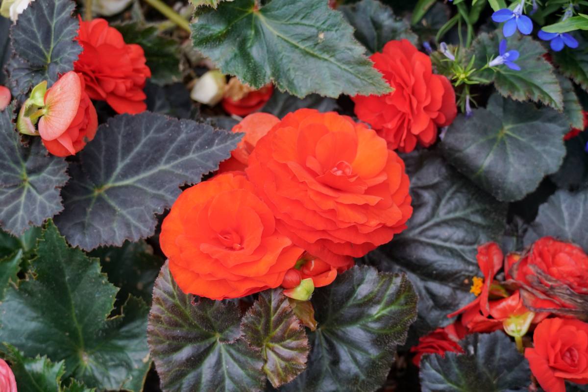 Begonia tuberosa