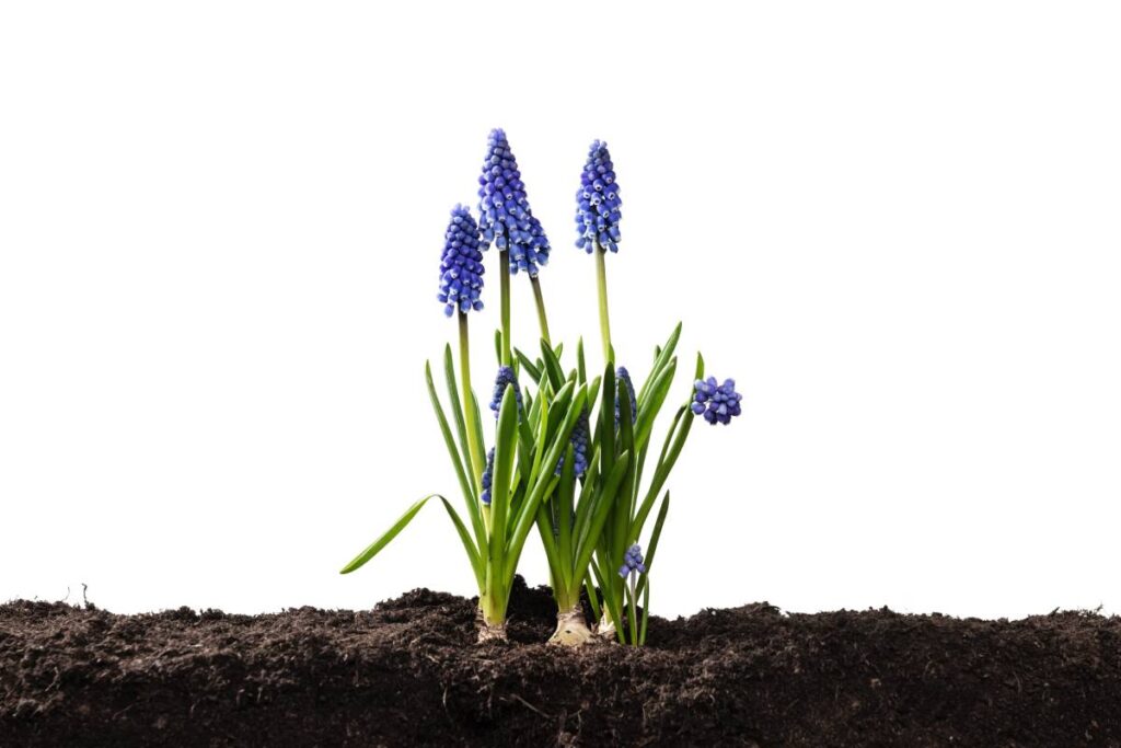 I bulbi che piantati adesso sbocciano in primavera
