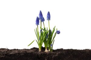 I bulbi che piantati adesso sbocciano in primavera