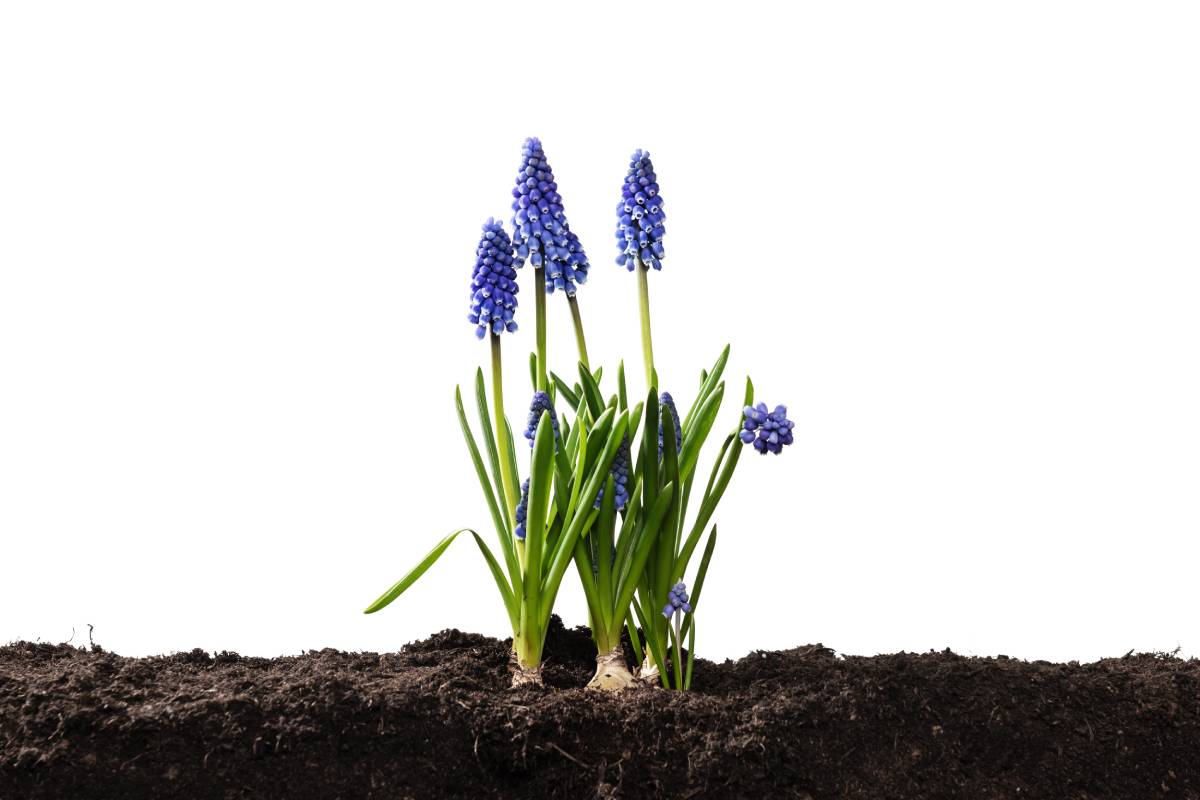 I bulbi che piantati adesso sbocciano in primavera