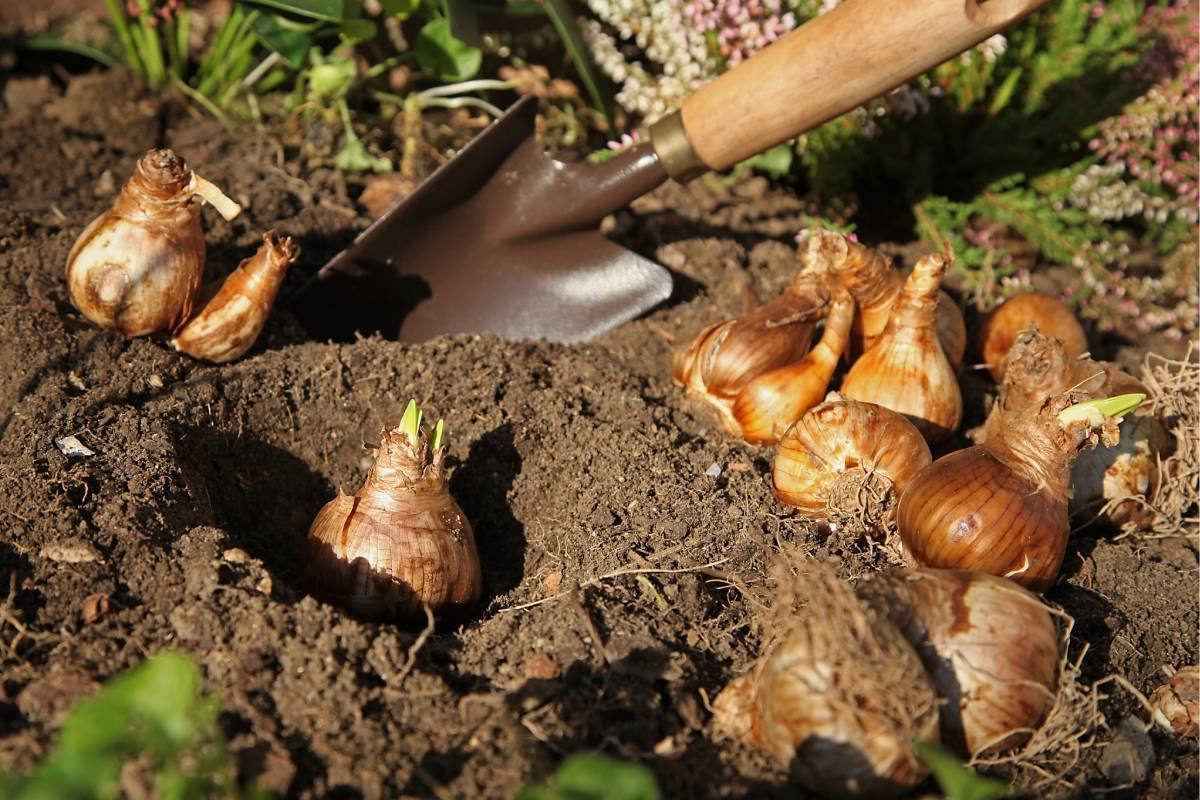 Ecco i bulbi che piantati ora fioriscono in primavera