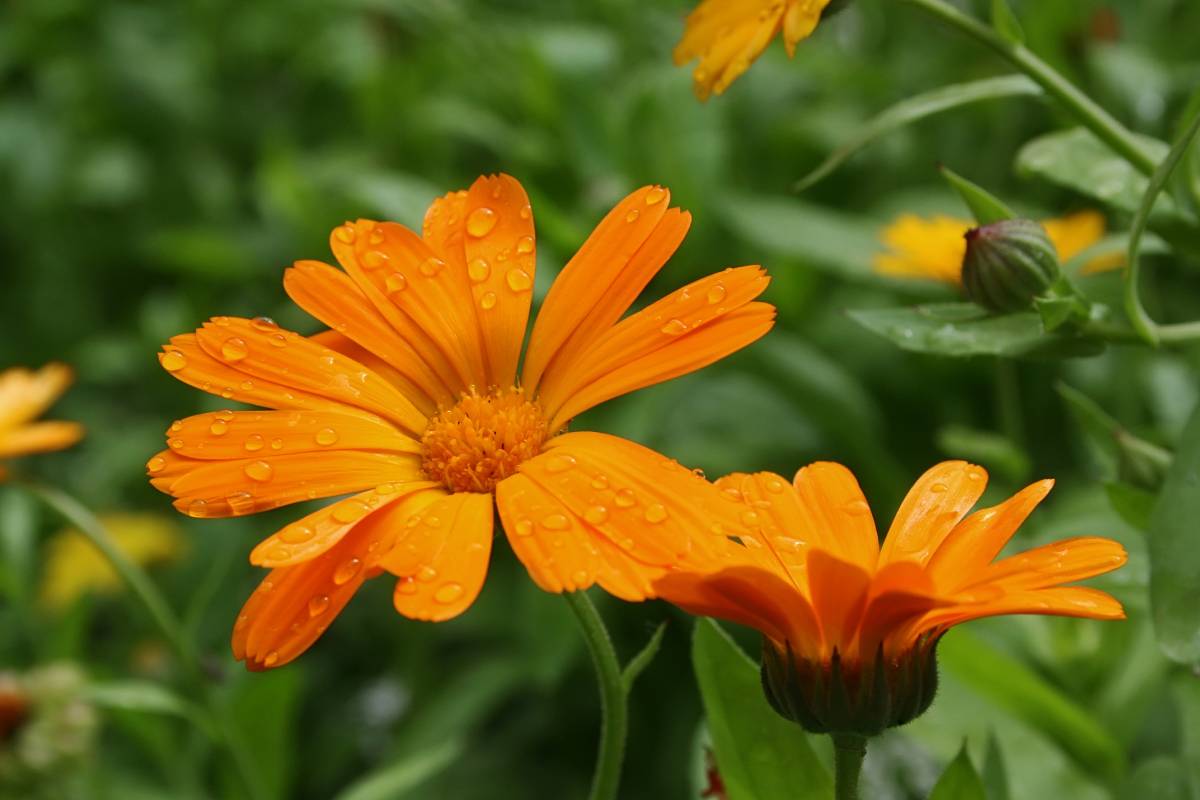 Piante da fiore da seminare a settembre