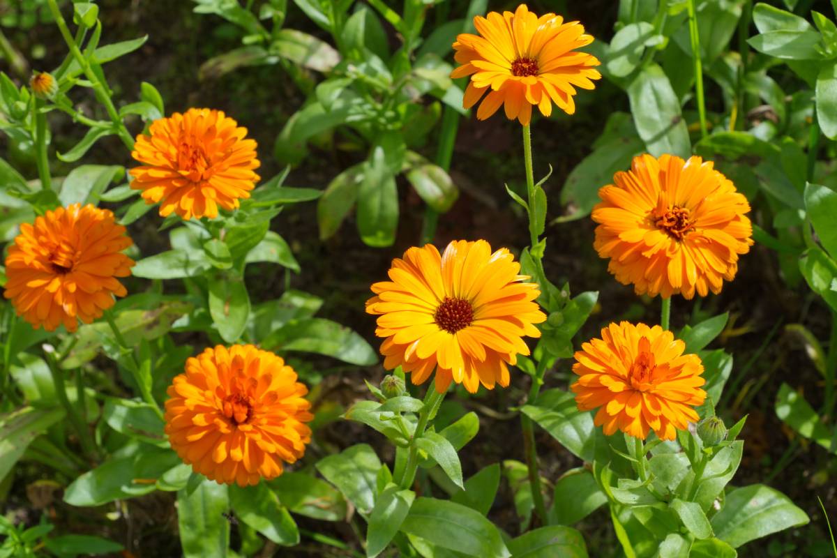 L'utilità della calendula nell'orto in inverno