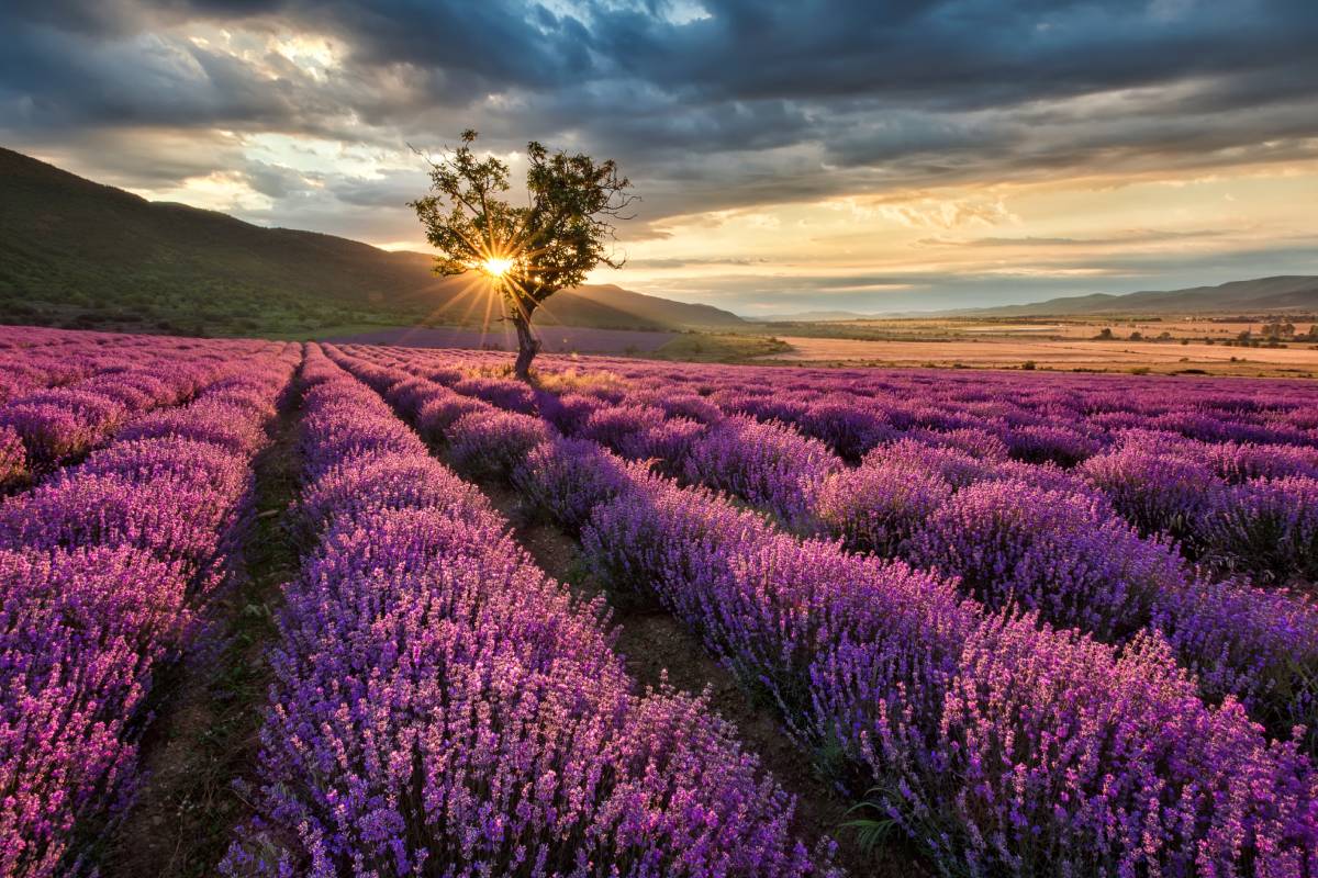 Quando e come potare la lavanda in autunno