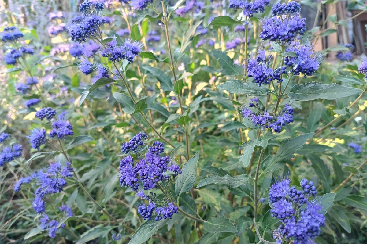 Arbusti autunnali: Caryopteris