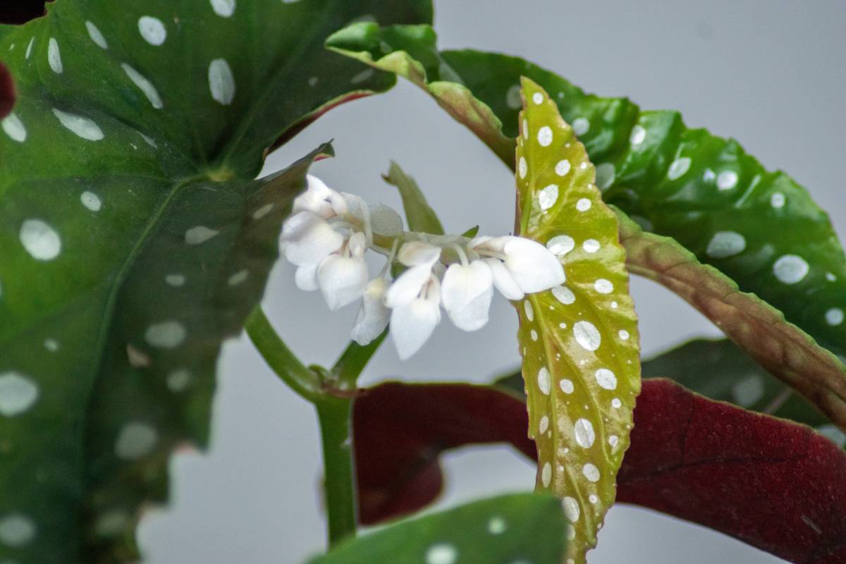 Foglia begonia maculata