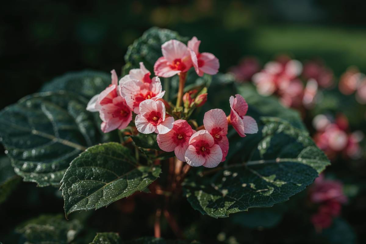 Begonie semperflorens