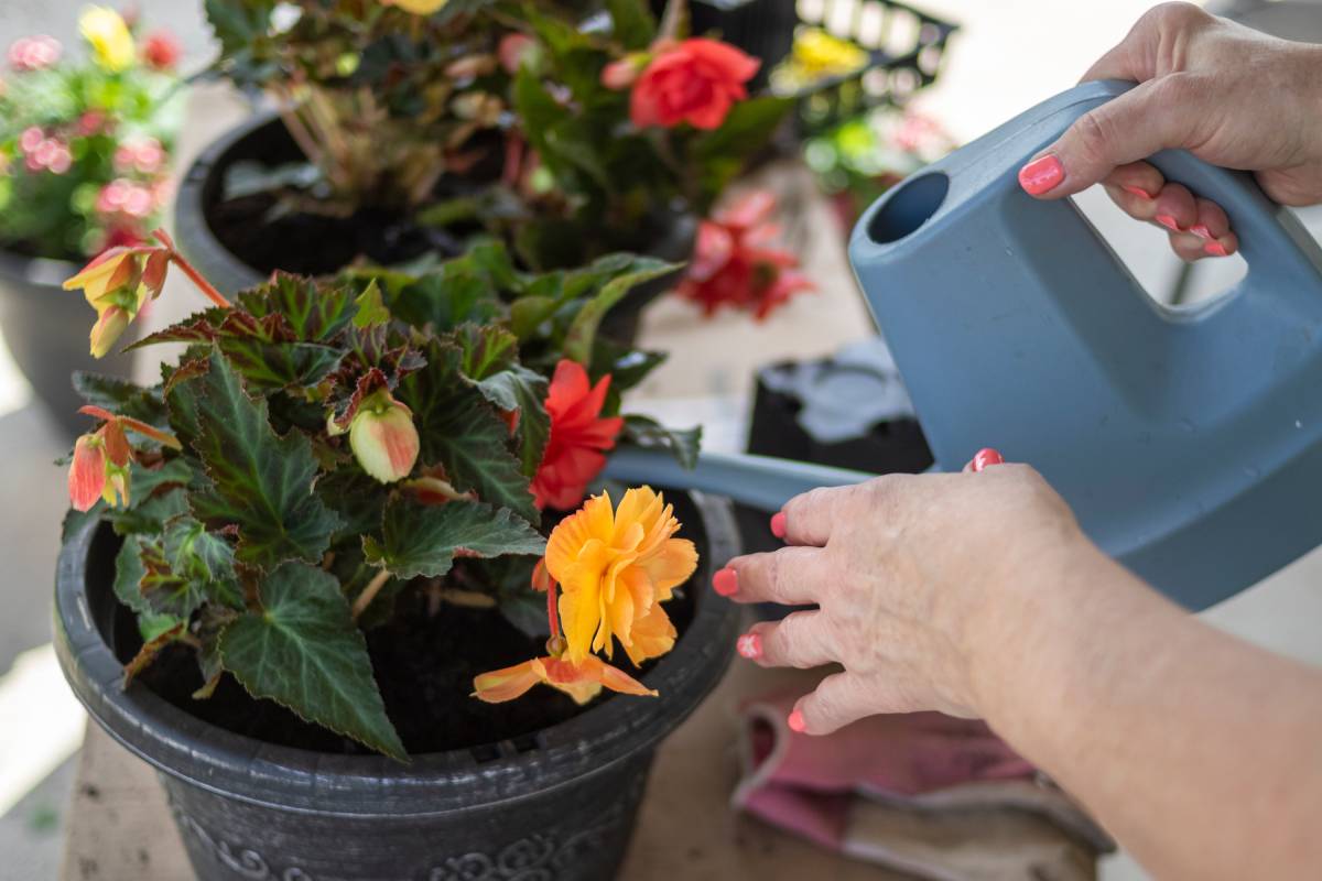 Irrigazione della begonia
