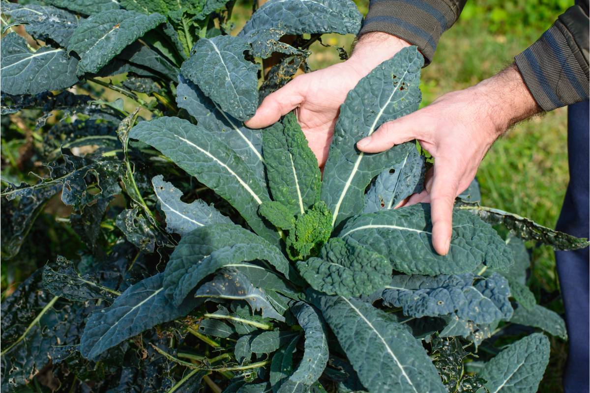 Cavolo nero nell'orto d'autunno