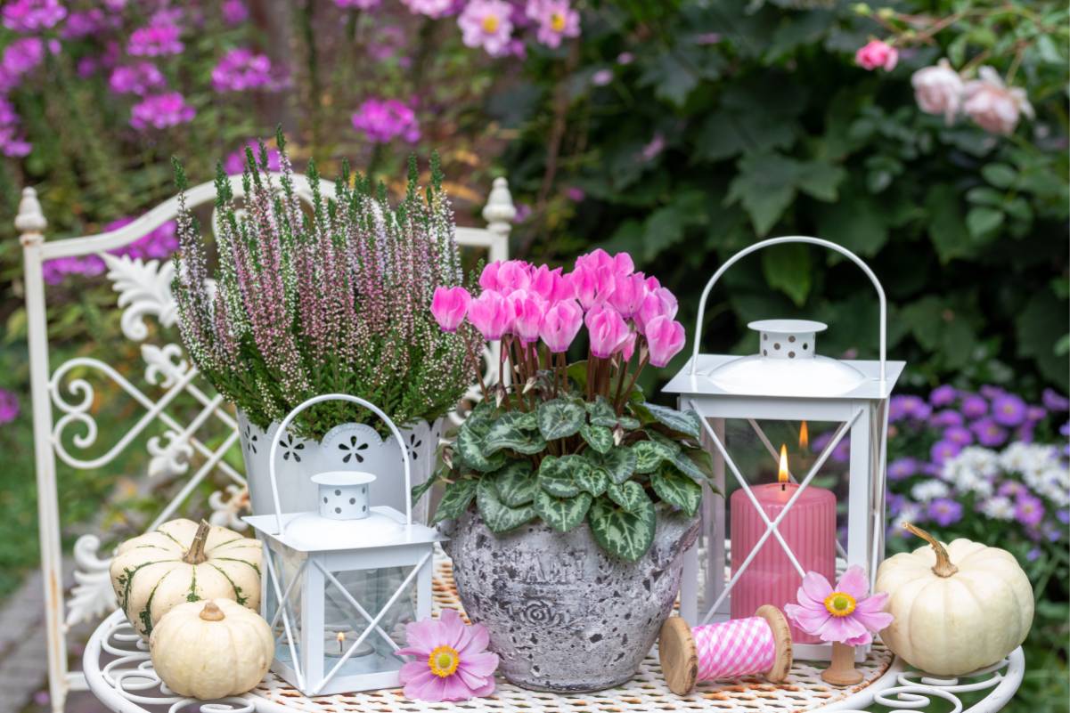 Dove posizionare i ciclamini per fioriture durature