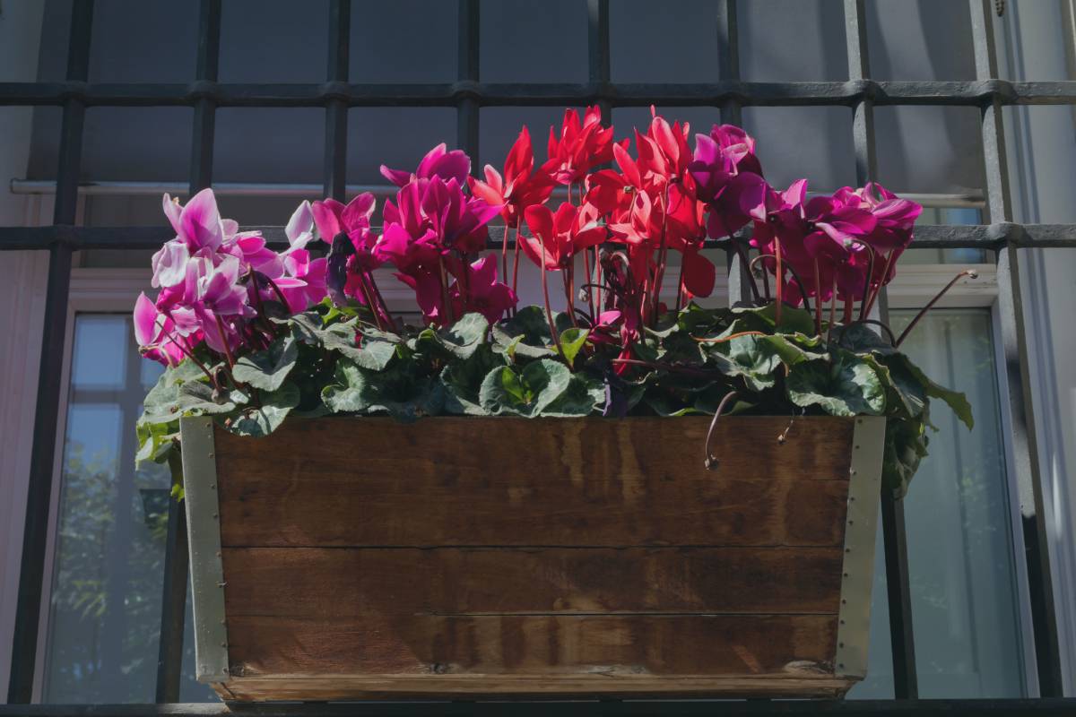 Mettere a dimora ciclamini e viole per avere fioriture più belle