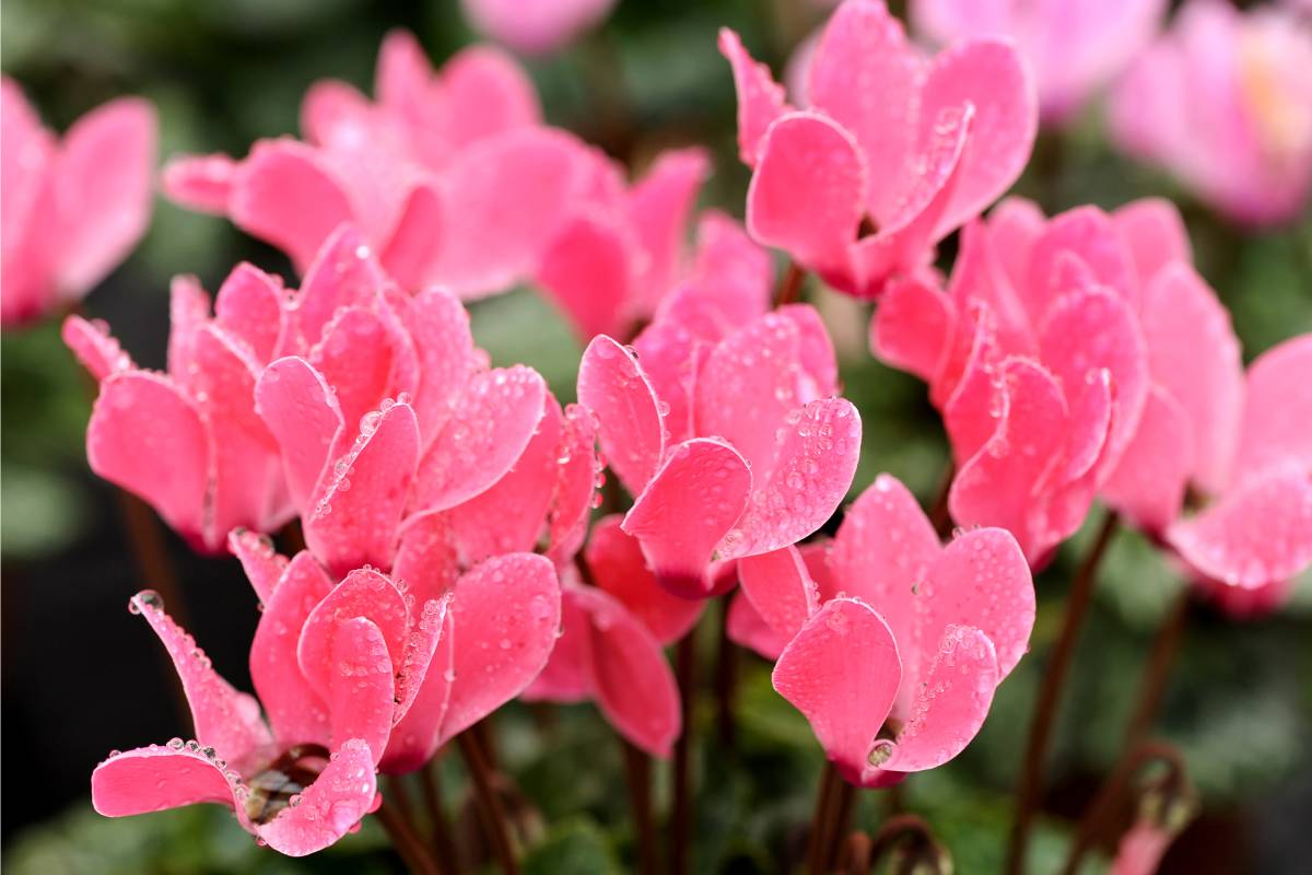 Ciclamino rosa