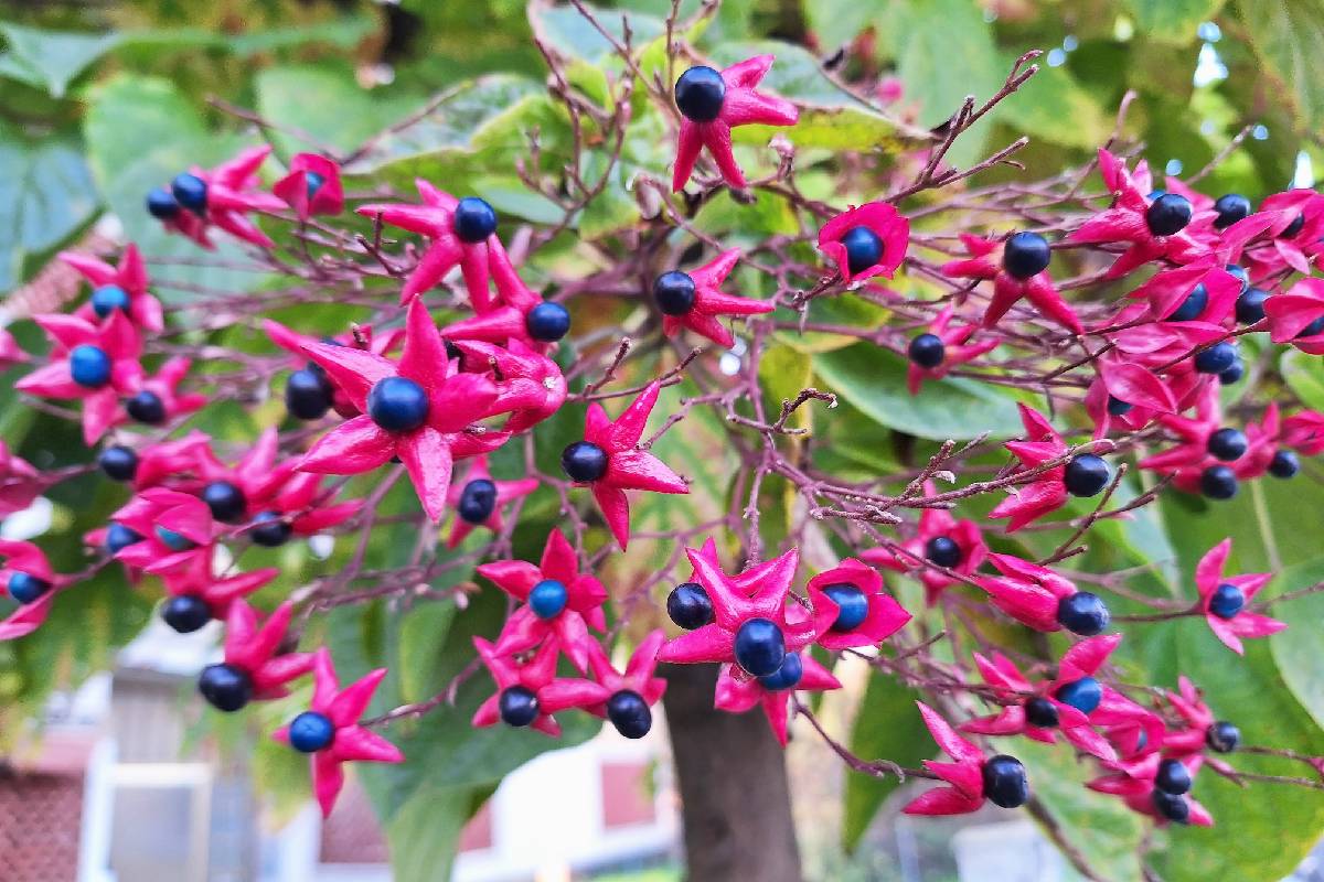 Clerodendrum trichotomum