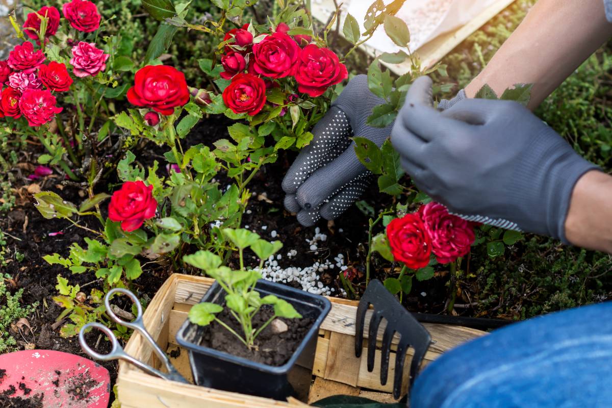 Cura delle rose in autunno