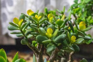 Come avere un albero di giada rigoglioso