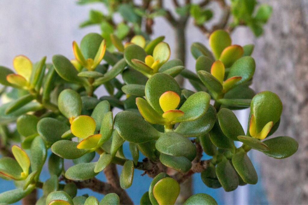 Come rinforzare la Crassula ovata prima dell'autunno
