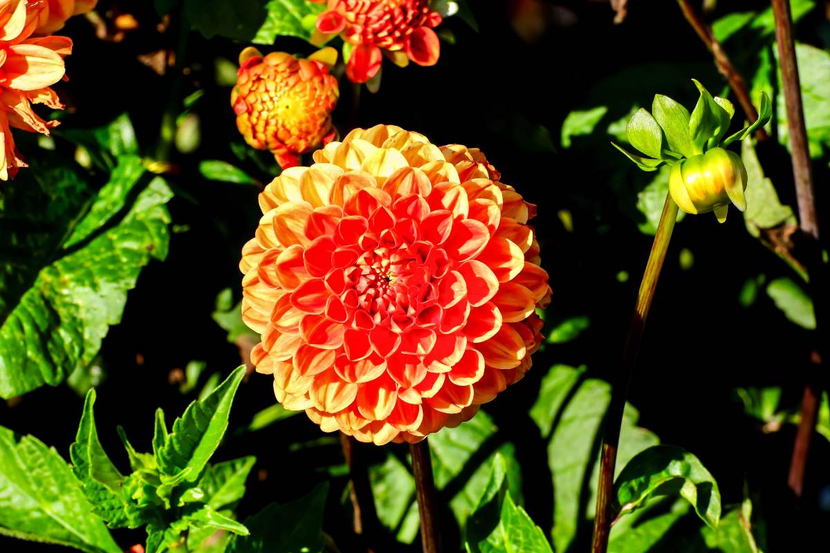 Fiori di settembre che regalano colore fino ad ottobre