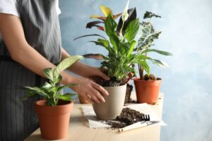 Le 5 piante da rinvasare a settembre: ecco quali sono
