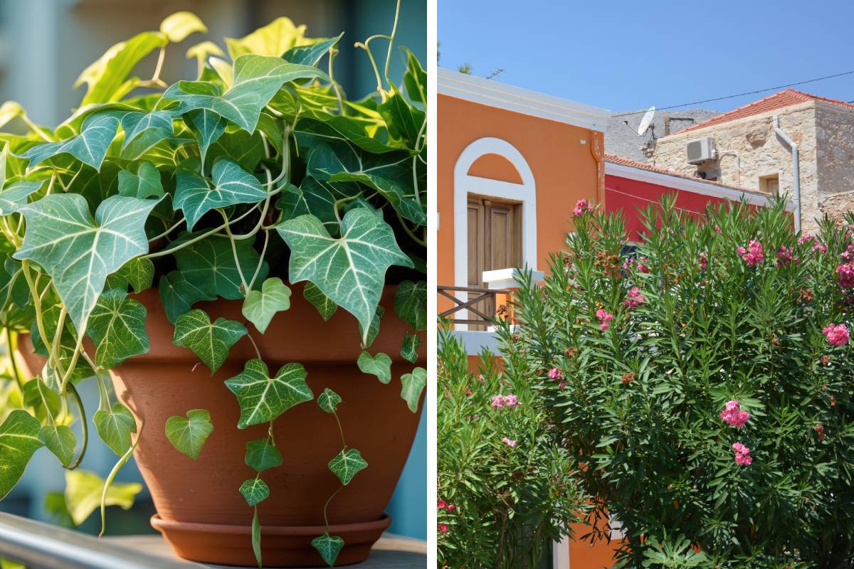 Balcone sempre rigoglioso con le piante sempreverdi