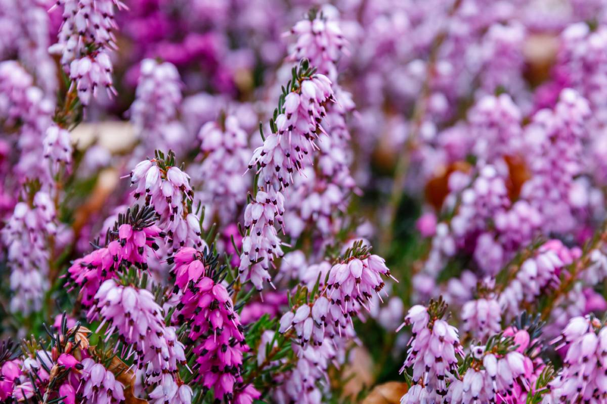 Erica in giardino nel mese di ottobre