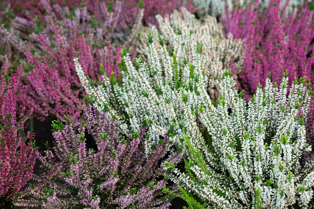 Come si coltiva l'erica per avere fioriture invernali
