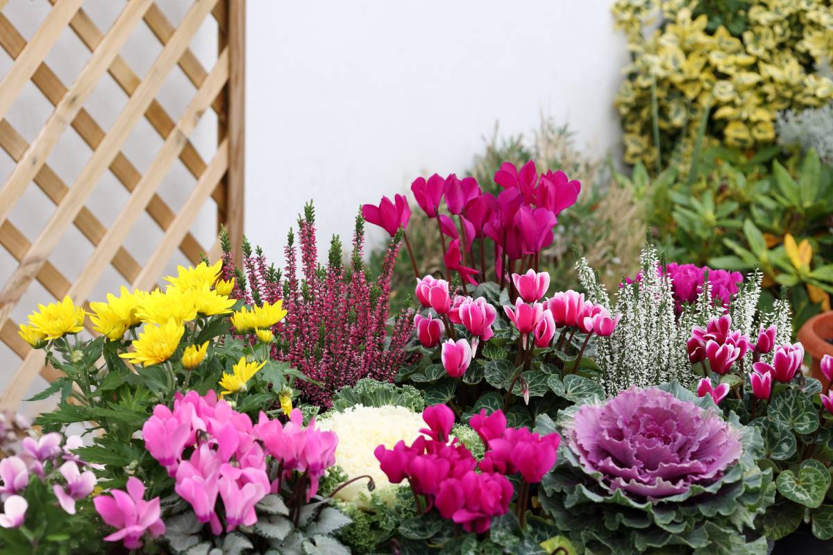 Composizioni meravigliose con l'erica in balcone