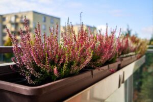 L'erica fa bello il bacone autunnale