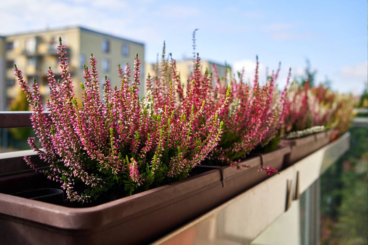 Composizioni scenografiche con l'erica sul balcne
