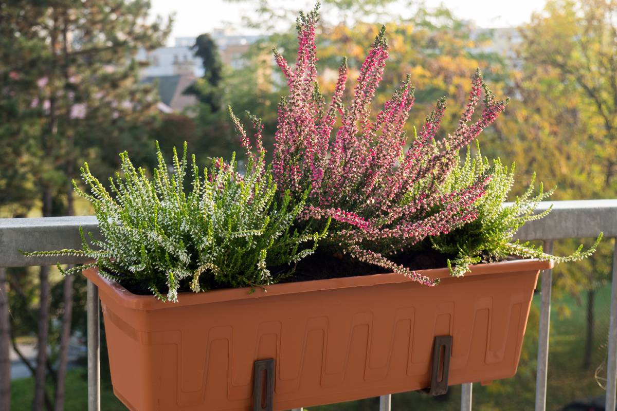 Coltivare l'erica in balcone o nelle aiuole