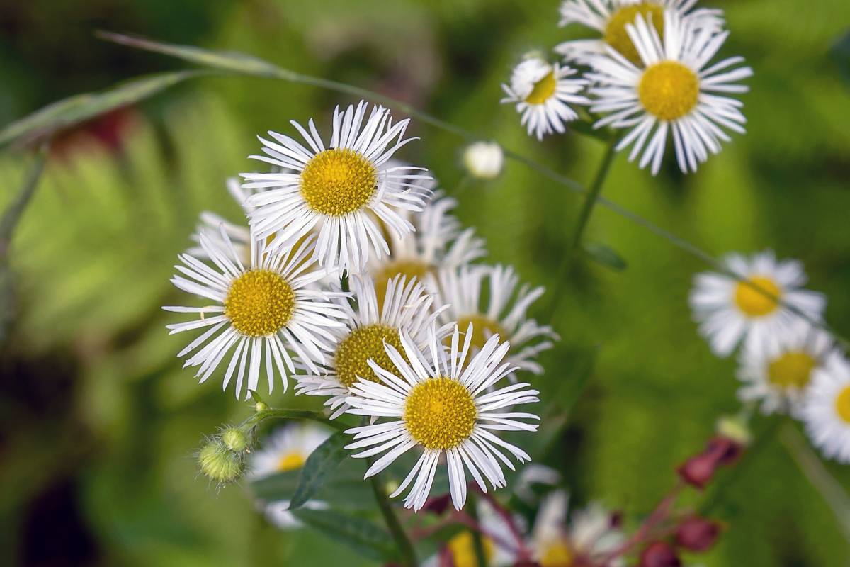 Erigeron, fiore che sembra una margherita