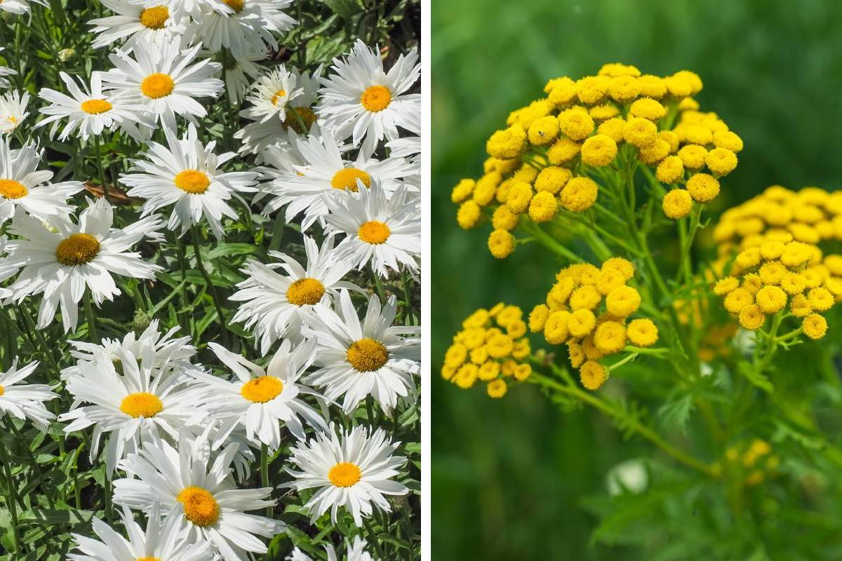 Fiori autunnali simili a margherite: Leucanthemella serotina e Tanacetum