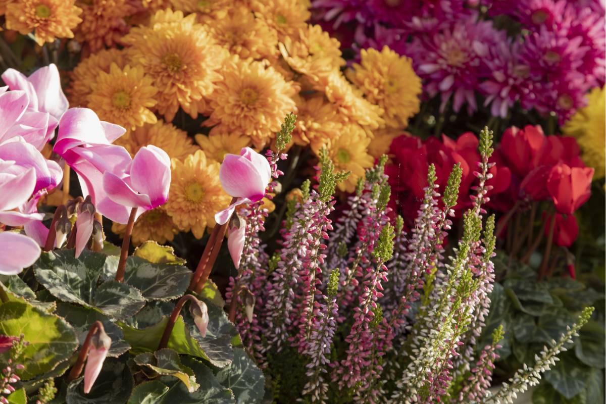Fiori autunnali in giardino a ottobre