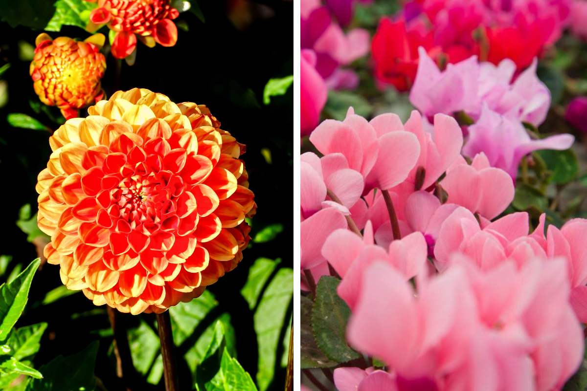 I fiori di settembre che illuminano e colorano fino ad ottobre