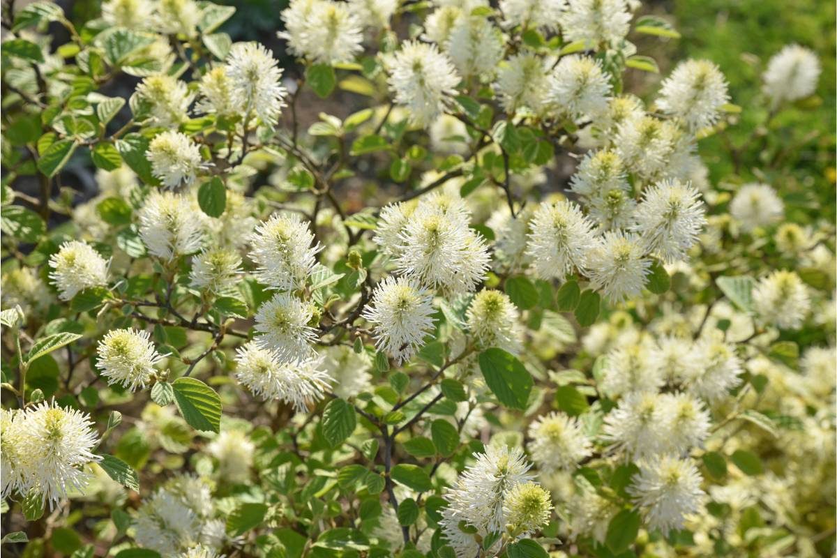 Arbusti in autunno: Fothergilla major