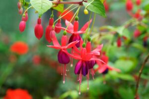 Ecco come nutrirla per prolungarne la fioritura