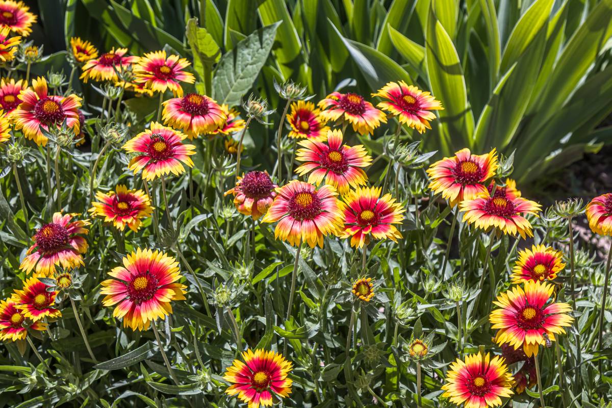 Le piante che colorano le aiuole fino ad ottobre